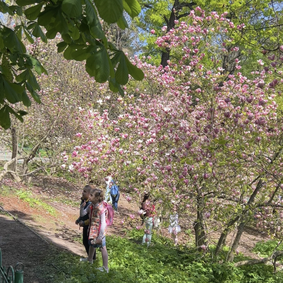 children in the botanical garden of Kyiv with blooming magnolias